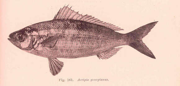 Image of Arripis