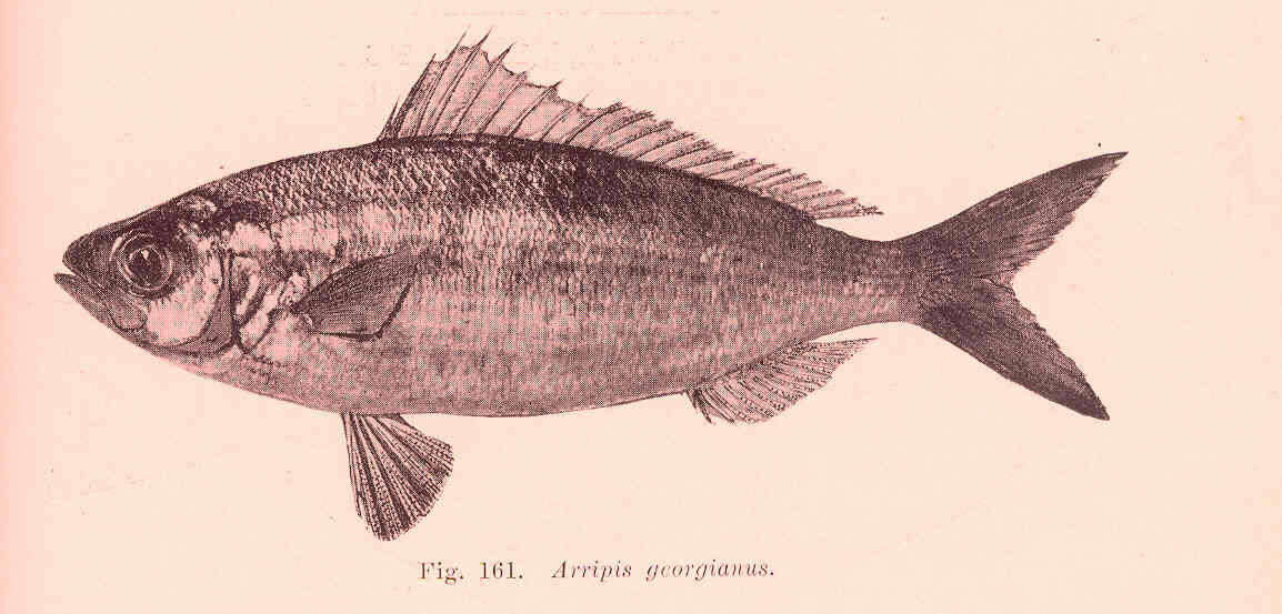 Image of Australasian salmons