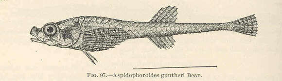 Image of Aspidophoroides