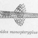 Image of Aleutian alligatorfish