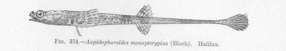 Image of Aspidophoroides