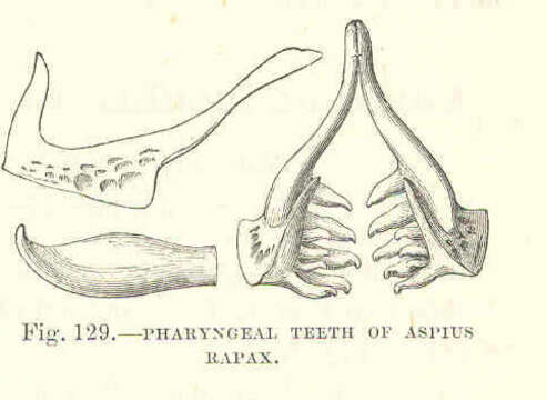 Image of Leuciscus