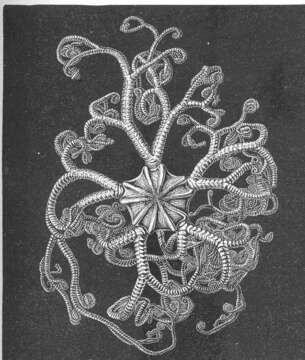 Image of basket stars