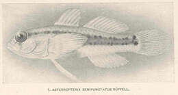 Image of Asterropteryx