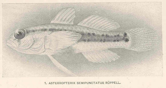 Image de Asterropteryx