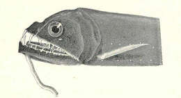 Image of dragonfishes