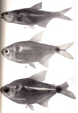 Image of tetras