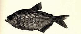 Image of tetras