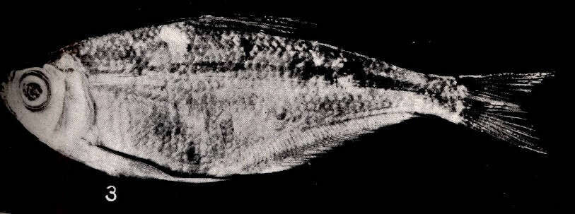 Image of tetras