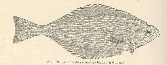 Image of Atheresthes