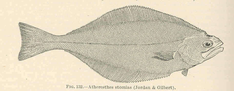 Image of Atheresthes