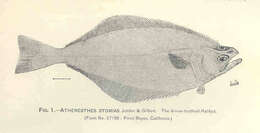 Image of righteye flounders