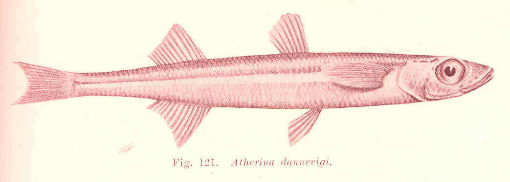 Image of Atheriniformes