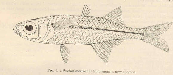 Image of Alepidomus