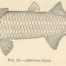 Image of Bristle Herring