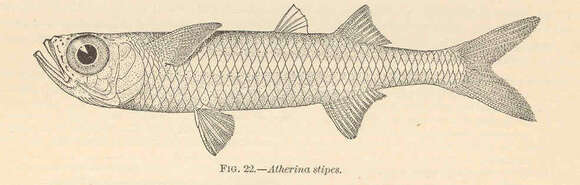 Image de Atherinomorus