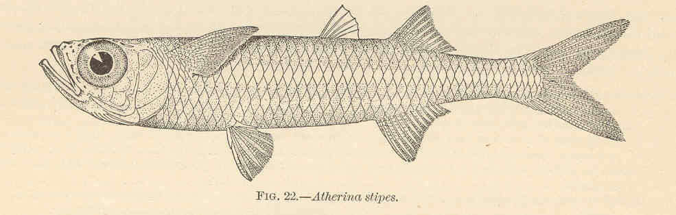 Image of Atherinomorus