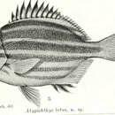 Atypichthys latus McCulloch & Waite 1916 resmi