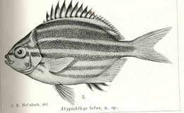 Image of Atypichthys