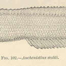 Sivun Stathmonotus stahli (Evermann & Marsh 1899) kuva
