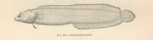 Image of Stathmonotus