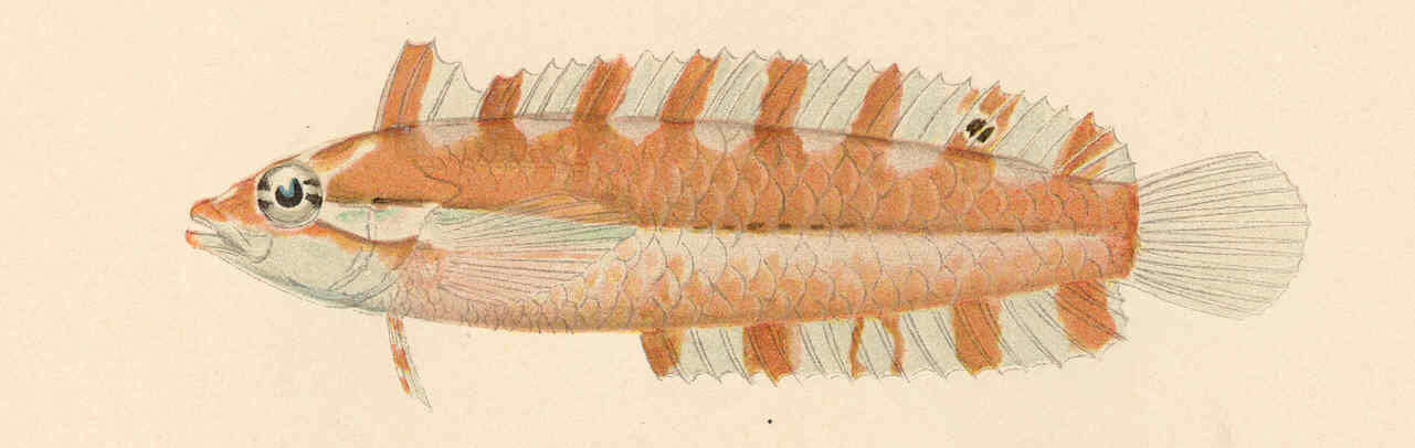 Auchenipteridae resmi
