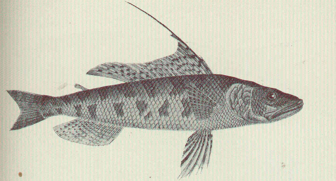 Image of Latropiscis