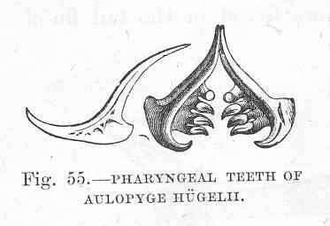 Image of Aulopyge