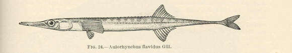 Image de Aulorhynchus