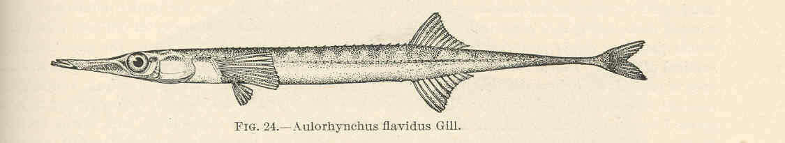 Image de Aulorhynchidae