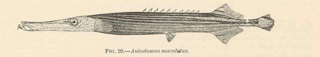 Aulostomidae resmi