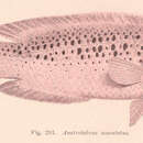 Слика од Austrolabrus maculatus (Macleay 1881)