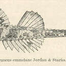 Imagem de Agonopsis vulsa (Jordan & Gilbert 1880)