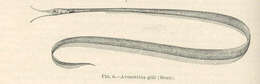 Image of snipe eels