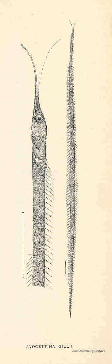 Image of snipe eels