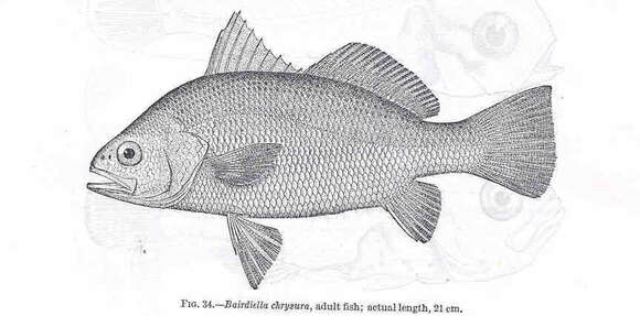 Image of Striped croakers