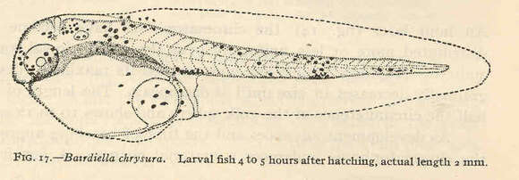 Image of Striped croakers