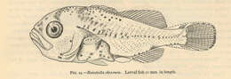 Image of Striped croakers