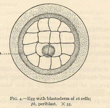 Image of Striped croakers