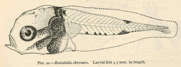 Image of Striped croakers