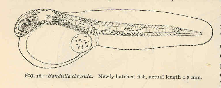 Image of Striped croakers