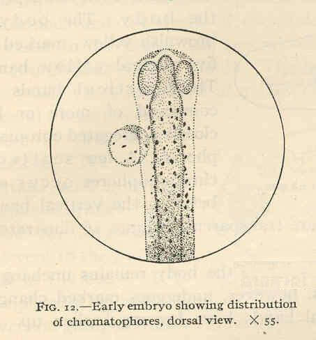 Image of Striped croakers