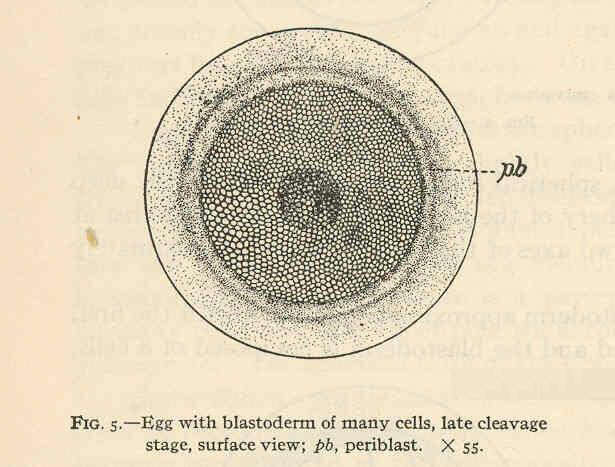 Image of Striped croakers