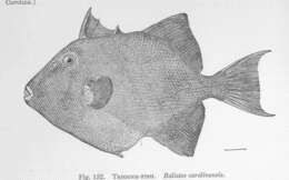 Image of Triggerfish