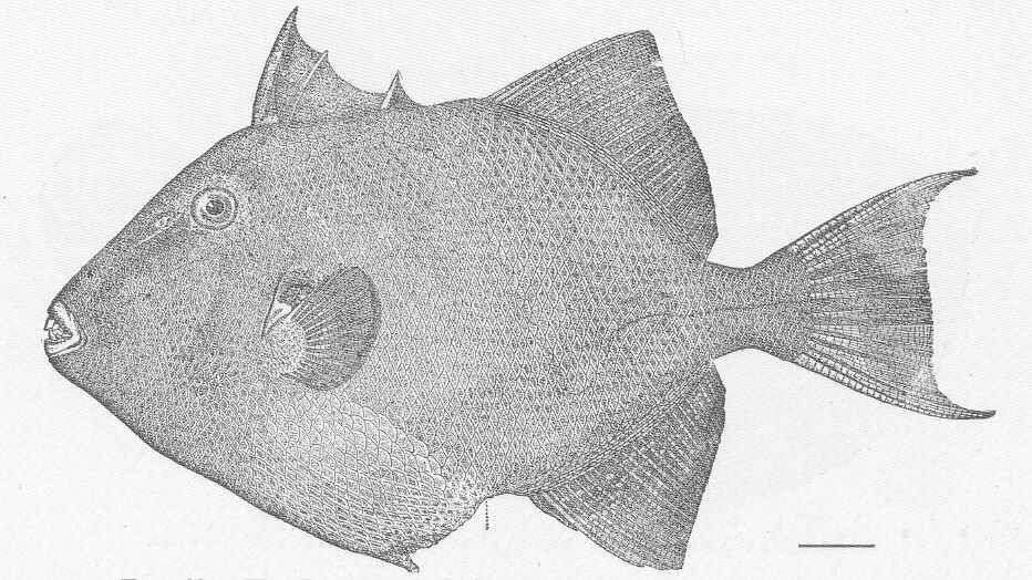 Image of Triggerfish