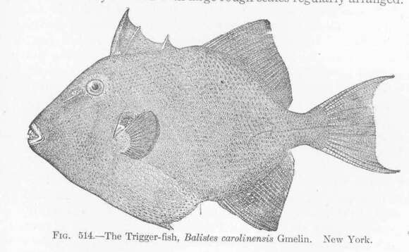 Image of Triggerfish