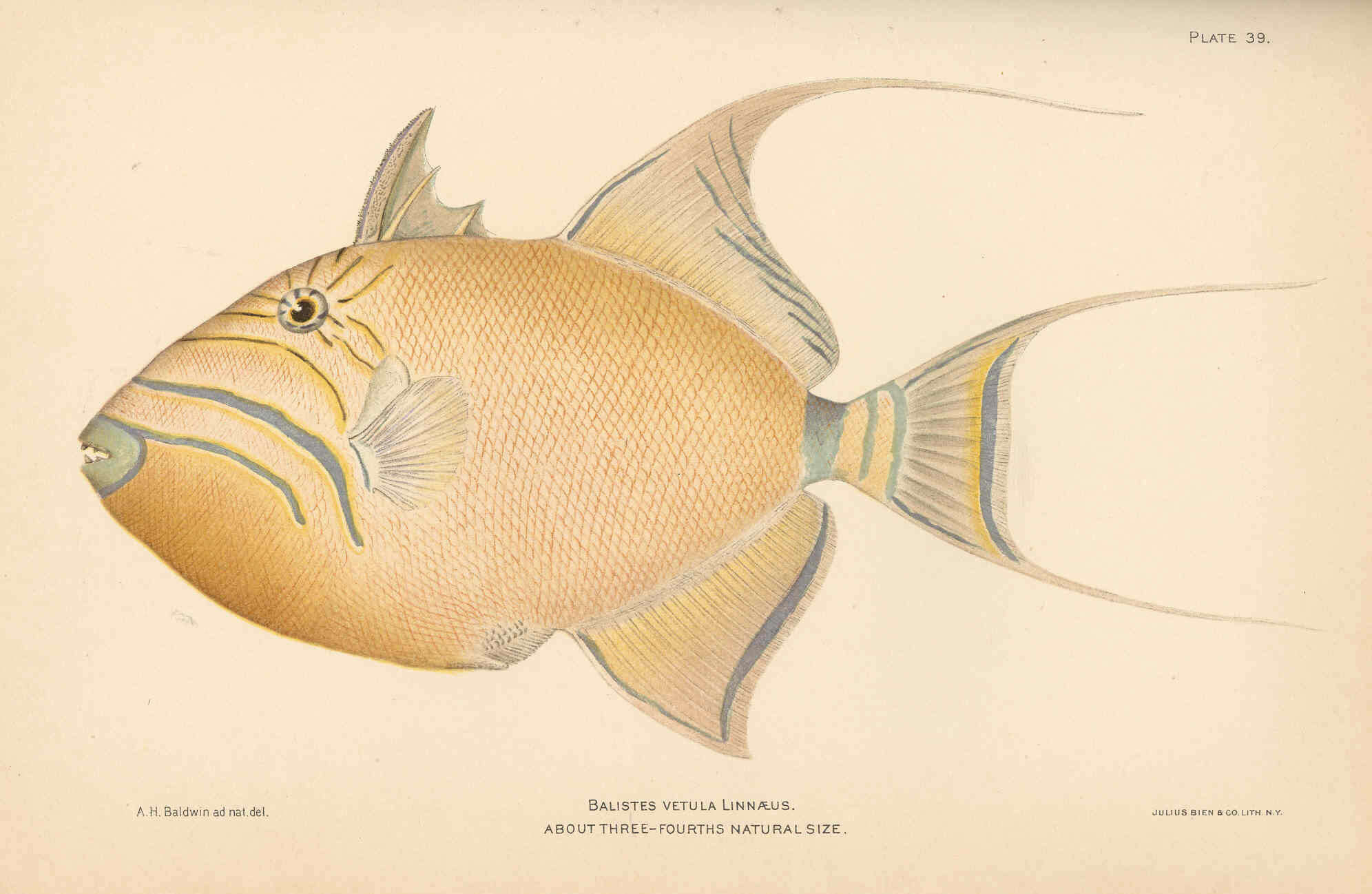 Image of Triggerfish