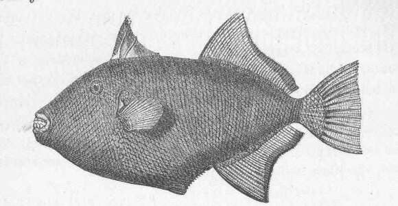 Image of Melichthys