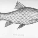 Image of Carnatic Carp