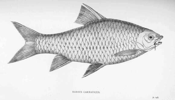 Image of Barb Fish